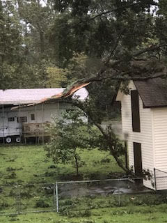 Fallen tree 2.jpg